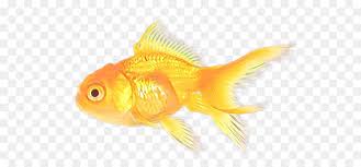 Hai kalian punya hewan peliharaan apa dirumah ? Ikan Mas Pengumpan Ikan Ikan Gambar Png