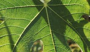 Maladie du figuier que faire. Feuilles De Figuier Proprietes Medicinales Mtm News Com