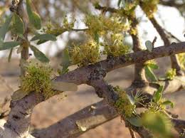 Image result for Maerua duchesnei