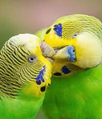 How To Tell The Gender Of A Parakeet Budgies More Psittacology