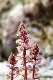 Image result for Orobanche minor