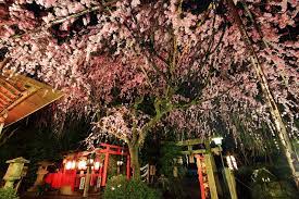 高画質 写真 水火天満宮 しだれ桜 ライトアップ しだれ桜 幻想的 京都 桜