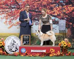 Review how much icelandic sheepdog puppies for sale sell for below. Iron Fox Icelandic Sheepdogs