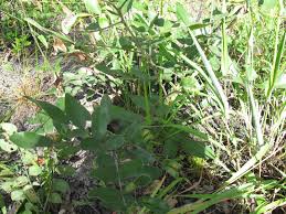 Image result for Paropsia brazzeana