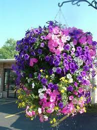Hanging Basket Hanging Flower Baskets Hanging Plants Outdoor Hanging Plants