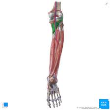 So, make sure you don't confuse the. Deep Muscles Of The Posterior Leg Anatomy And Diagrams Kenhub