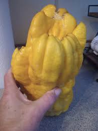 Hope to see you all at Leilani Community Center next weekend for a seed &  scion exchange, HTFG plant sale and pot luck!