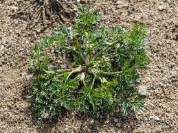 Image result for Apium leptophyllum