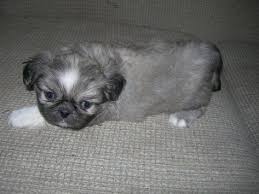 Black And White Pekingese Puppies For Sale Pekingese Puppies For Sale Breed Traits And Characteristics Pekingese Puppies Pekingese Puppies For Sale