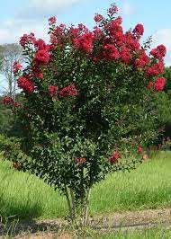 Maybe you would like to learn more about one of these? Crapemyrtle For Summer Color In The Florida Panhandle Gardening In The Panhandle