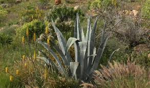 Image result for Albuca nigritana