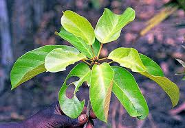 Image result for Sterculia tragacantha