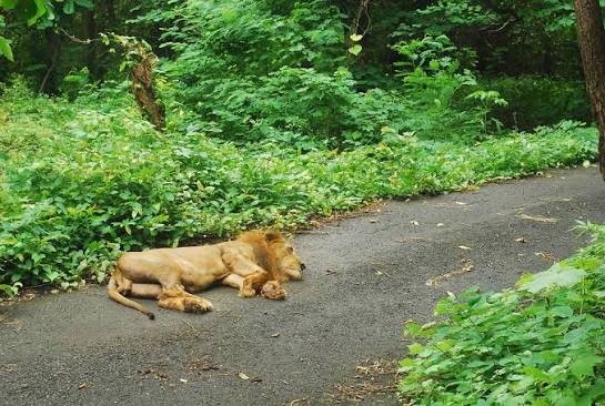 Sanjay Gandhi National Park - Safari in India | Bookmesafari - Updated 2025