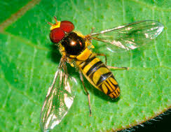 Image result for Cyperus breviradius