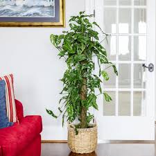 Image result for Monstera