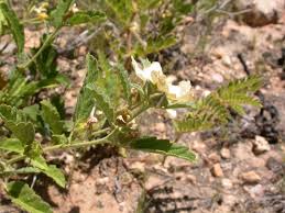 Image result for Sida ovata