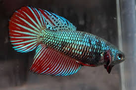Green And Red Dragon Veiltail Female Betta Fish Betta Fish Betta Live Aquarium Fish