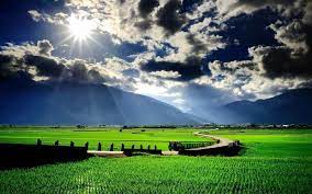  Gambar Pemandangan Sawah Yang Indah Landscape Background Desktop Background Nature Field Wallpaper