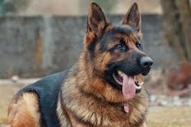 German shepherd puppies available now. Why Do German Shepherds Groan Gsd Vocalizations And What They Mean Anything German Shepherd