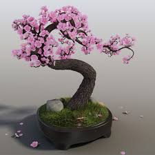 Max Sakura Bonsai Tree Bonsai Tree Bonsai Sakura Tree