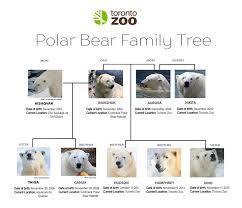 It will be a few degrees cooler along the lakeshore but sti… The Toronto Zoo On Twitter Have You Met Our Polar Bear Family Although Not All Bears Are Here At The Zoo You Can Visit Aurora Nikita Hudson And Humphrey In The Tundra
