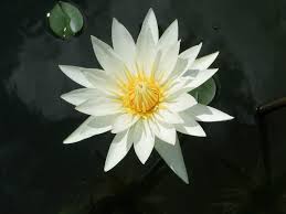 Maybe you would like to learn more about one of these? White Lotus Flower