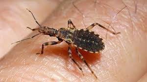 The first telltale sign that these aren't bed bugs is the black color. What Bit Me How To Identify Common Bug Bites Everyday Health