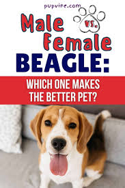 In this article, we feature 200 puggle names, ranging from female puggle names and male puggle names to cute, cool, and unique names, and names specifically for white and black puggles. Male Vs Female Beagle Which One Makes The Better Pet
