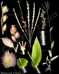 Image result for Alloteropsis