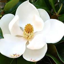 Perfect for sydney's climate and makes a sensational small tree, growing to a height. Southern Magnolias For Sale Fastgrowingtrees Com