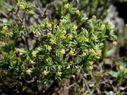 Image result for Gnidia chapmanii