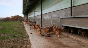 Le problème se pose surtout quand il faut changer de devise, et qu'il faut sortir de la zone euro. Poulet Bio Tout Savoir De L Elevage A L Abattage Bio A La Une