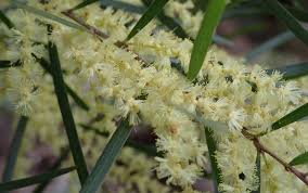 Image result for Acacia montigena