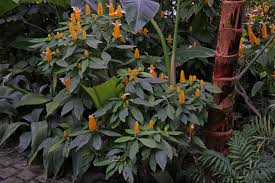 Image result for Pachystachys