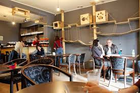 First Cat Cafe In Cluj Napoca Cat Cafe Cafe Cafe Decor