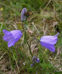 Pin On Flowers And Sh