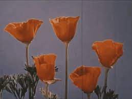 Aesthetic Flower Gif Aesthetic Flower Bloom Discover Share Gifs Orange Aesthetic Aesthetic Gif Flower Aesthetic