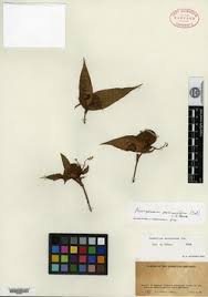 Image result for Coleotrype laurentii