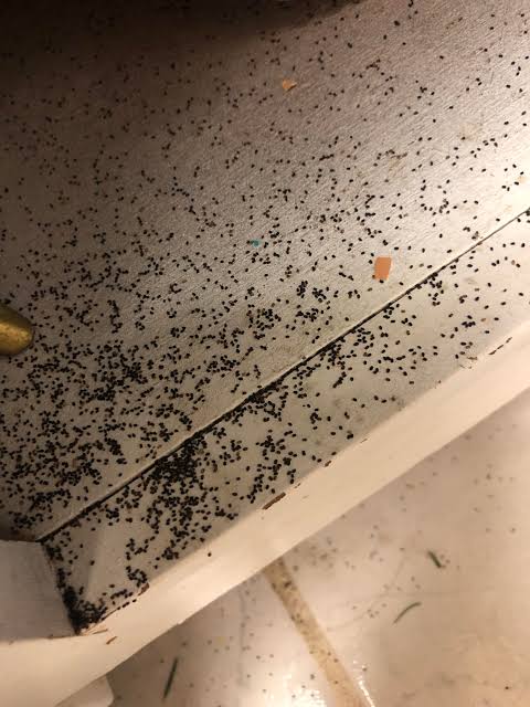 What is this stuff that looks like black sand in the bottom corner of my  cupboard? : r/whatisthisthing