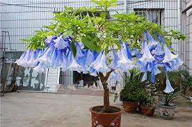 Image result for Brugmansia