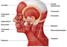 detailed facial muscles chart 17 best images about anatomy