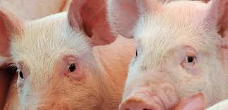 Maybe you would like to learn more about one of these? Ifa To Meet Owners Of Callan Bacon And Ribworld Following Sale Irish Farmers Association