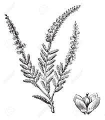 Scottish White Heather Tattoo Google Search Lavender Tattoo Scotland Tattoo Body Art Tattoos