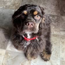 #15 sleepy brown and tan english cocker spaniel. Stud Dog Molly Chocolate Tan American Cocker Spaniel Breed Your Dog