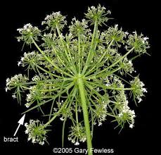 Image result for Daucus carota