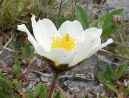 Image result for Xerophyta suaveolens