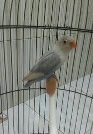 Google has many special features to help you find exactly what youre looking for. Pin Na Doske Lovebirds Mania