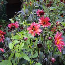 Maybe you would like to learn more about one of these? The Flower Yard Explains How To Grow A Garden In Even The Smallest Of Spaces Vogue