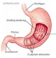 Asam lambung adalah sejenis cairan dalam sistem pencernaan yang terdapat dalam lambung dan terdiri dari asam klorida (hcl), kalium klorida (kcl), dan natrium klorida (nacl). Sistem Pencernaan Manusia Organ Dan Fungsi Mereka Masing Masing Www Sridianti Com