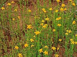 Image result for Hypericum lalandii